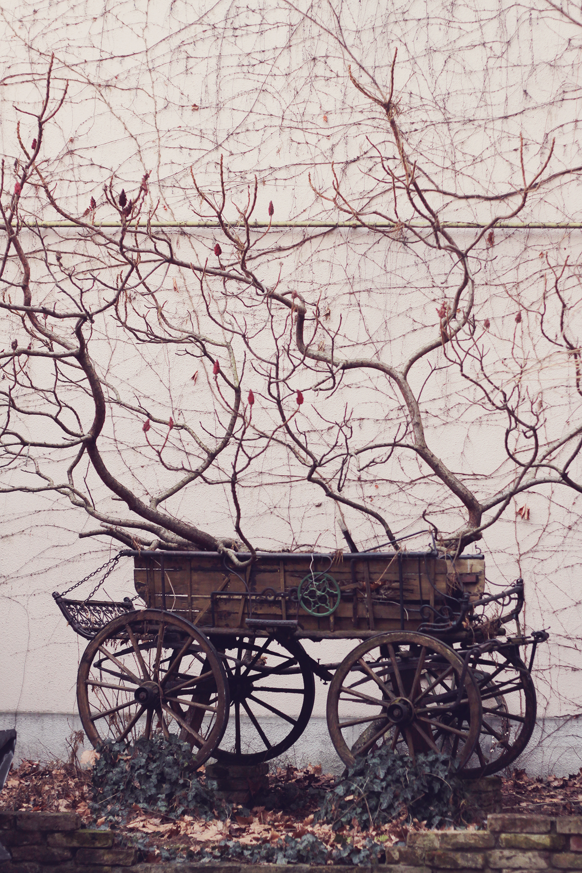 tree and carriage - szeged hungary