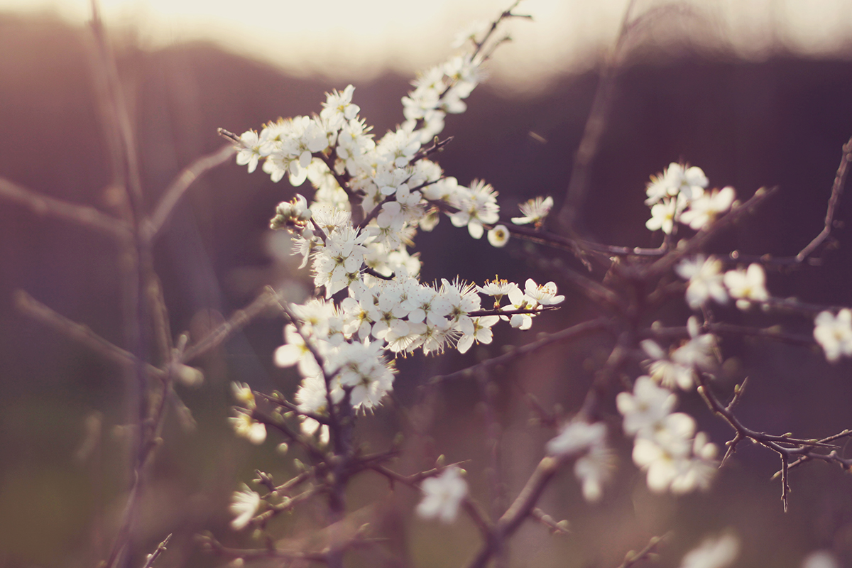 spring little white flowers