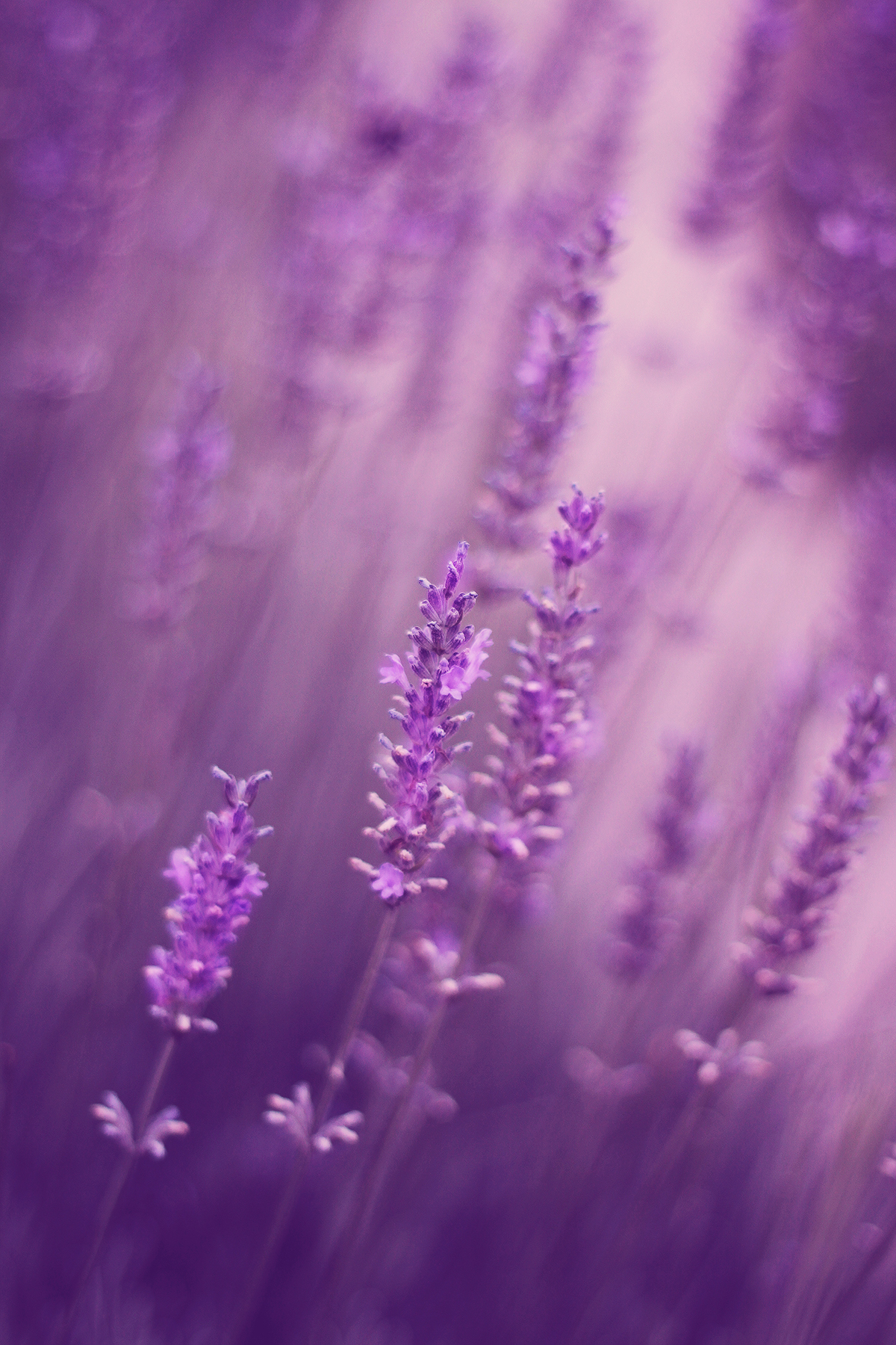 lavender close-up