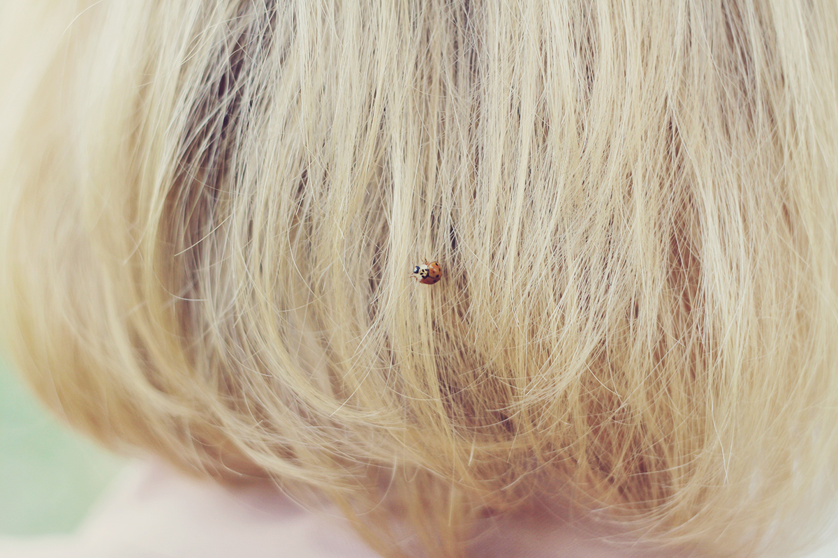 ladybug-in-my-hair