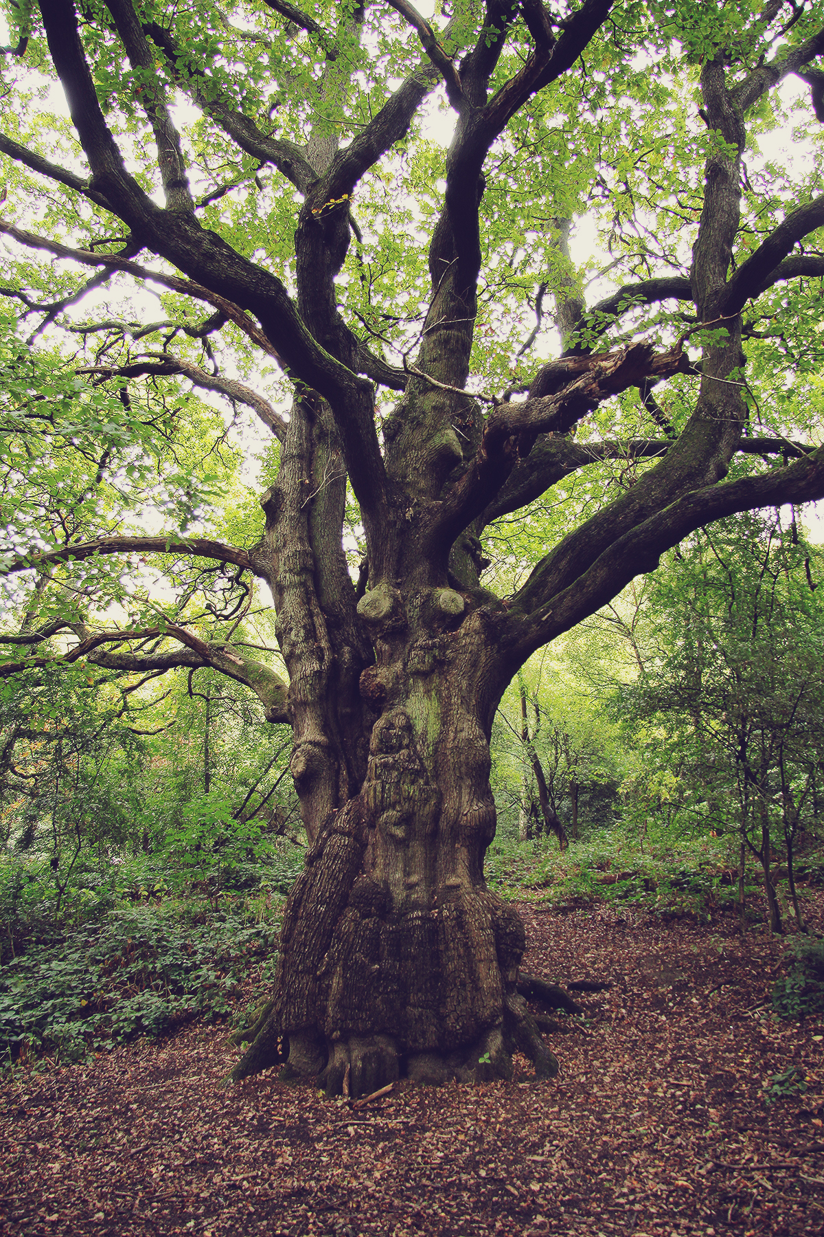 london-tree-in-hampstead-heath