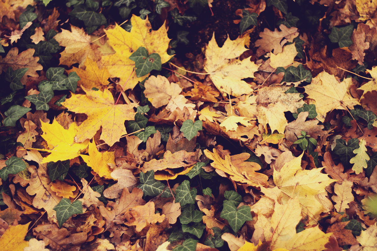carpet-of-autumn-leafs