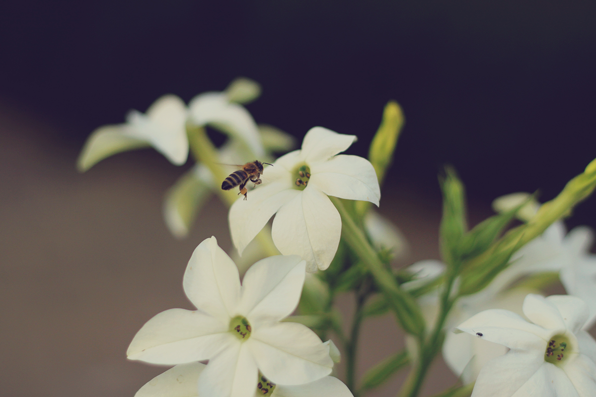 white flowers and bee