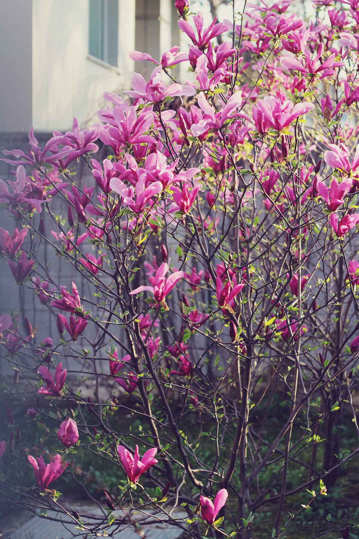 beautiful pink magnolias