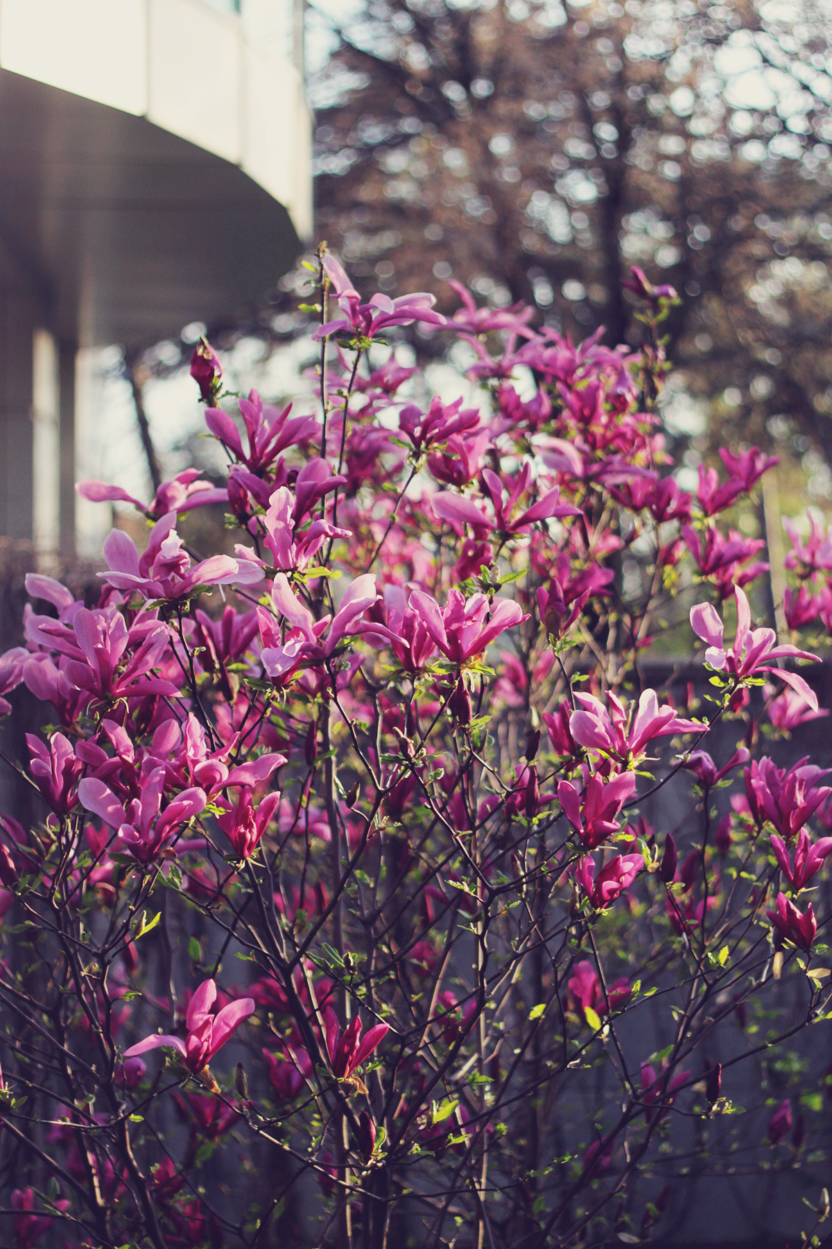 beautiful pink magnolias