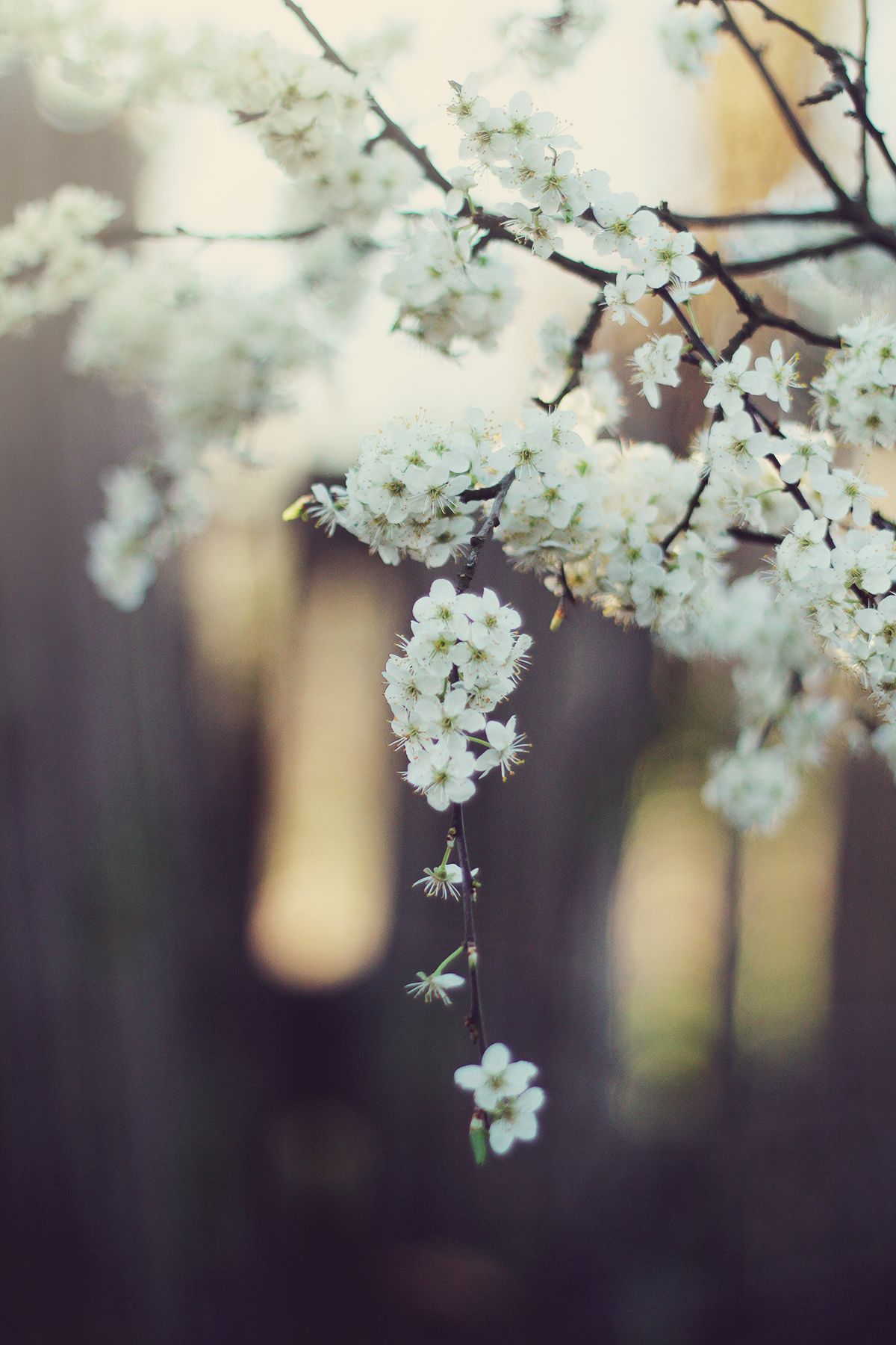 little white spring bloooms