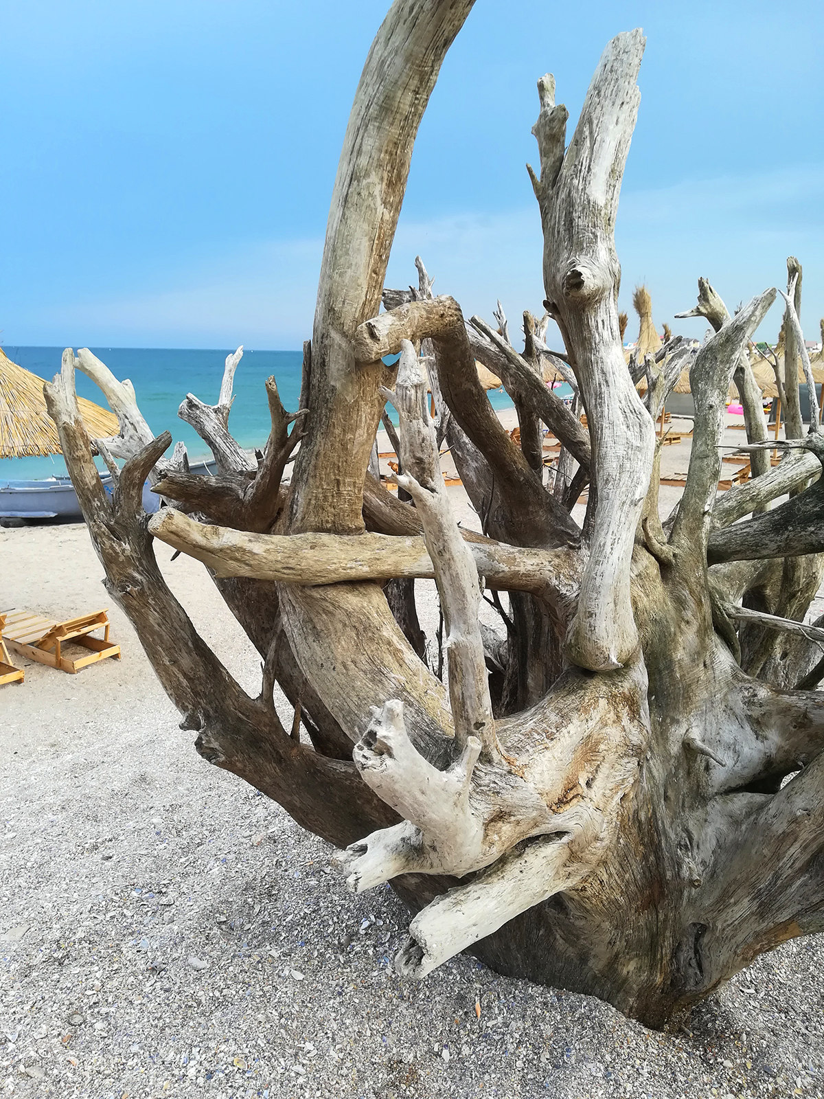 vama veche, beach life, beach, beautiful beach wood tree