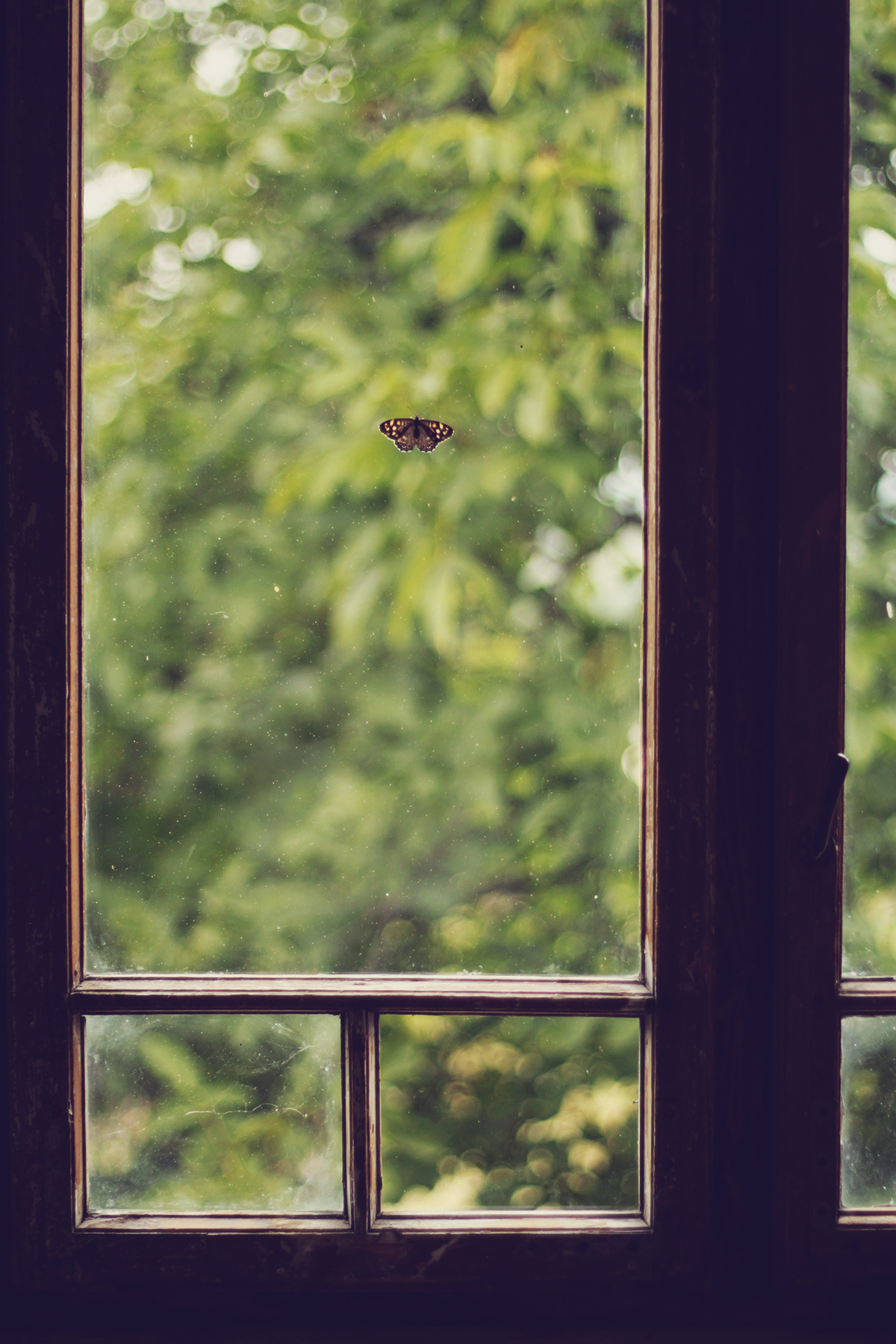 butterfly on window, summer, old mansion