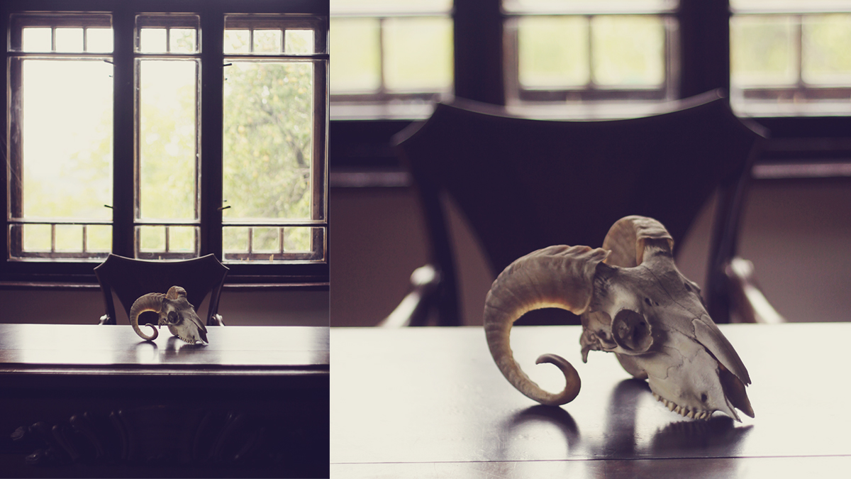 animal skeleton, study room, old mansion