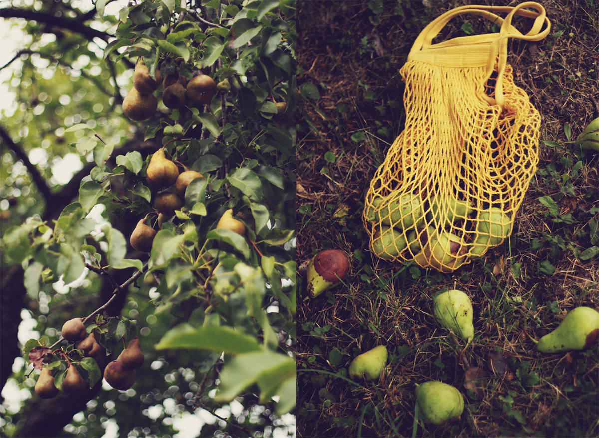 net bag with wild pears, pear tree, bokeh, bokehs