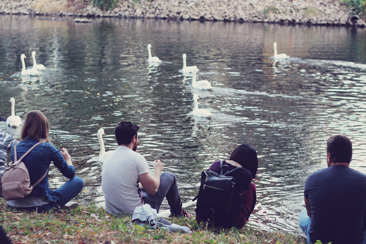 Oradea, swans on Crisul Repede river
