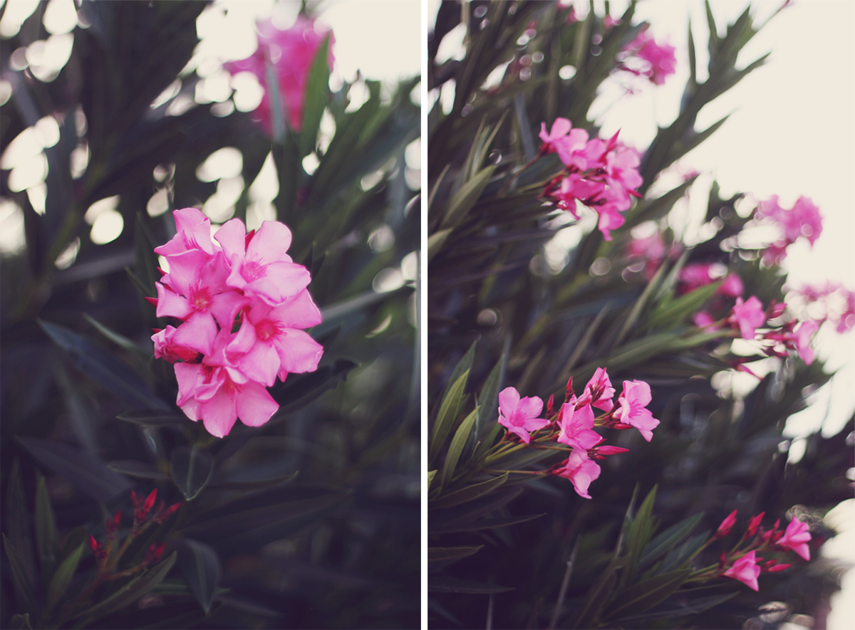 Corfu, travel post, Messonghi, pink oleander