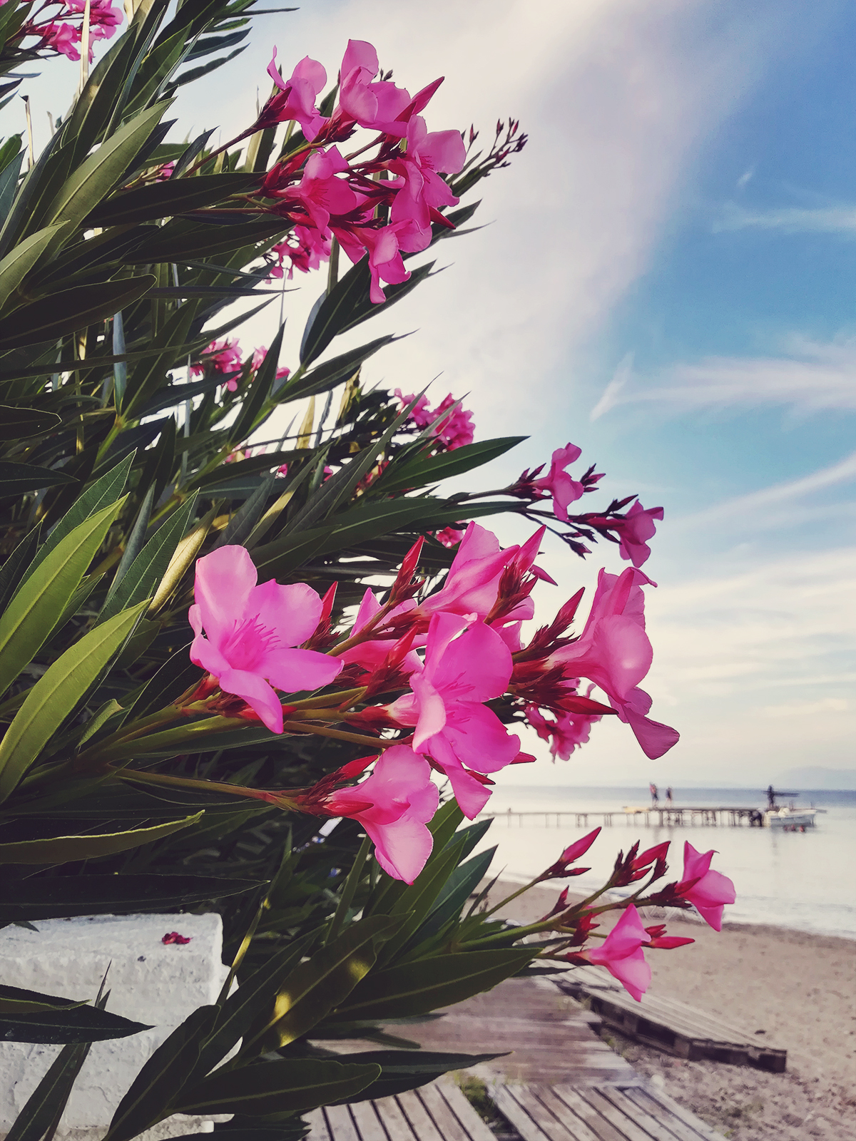Corfu, travel post, Messonghi beach, pink oleander