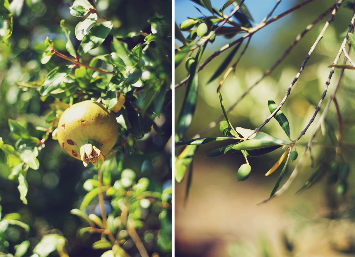 Corfu, travel post, pomegranate tree, olive tree
