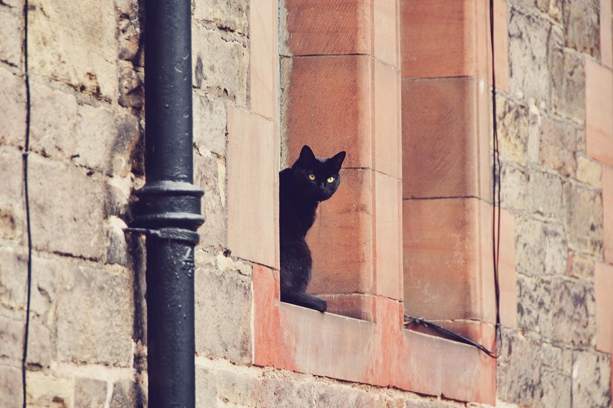 black cat, Edinburgh travel post