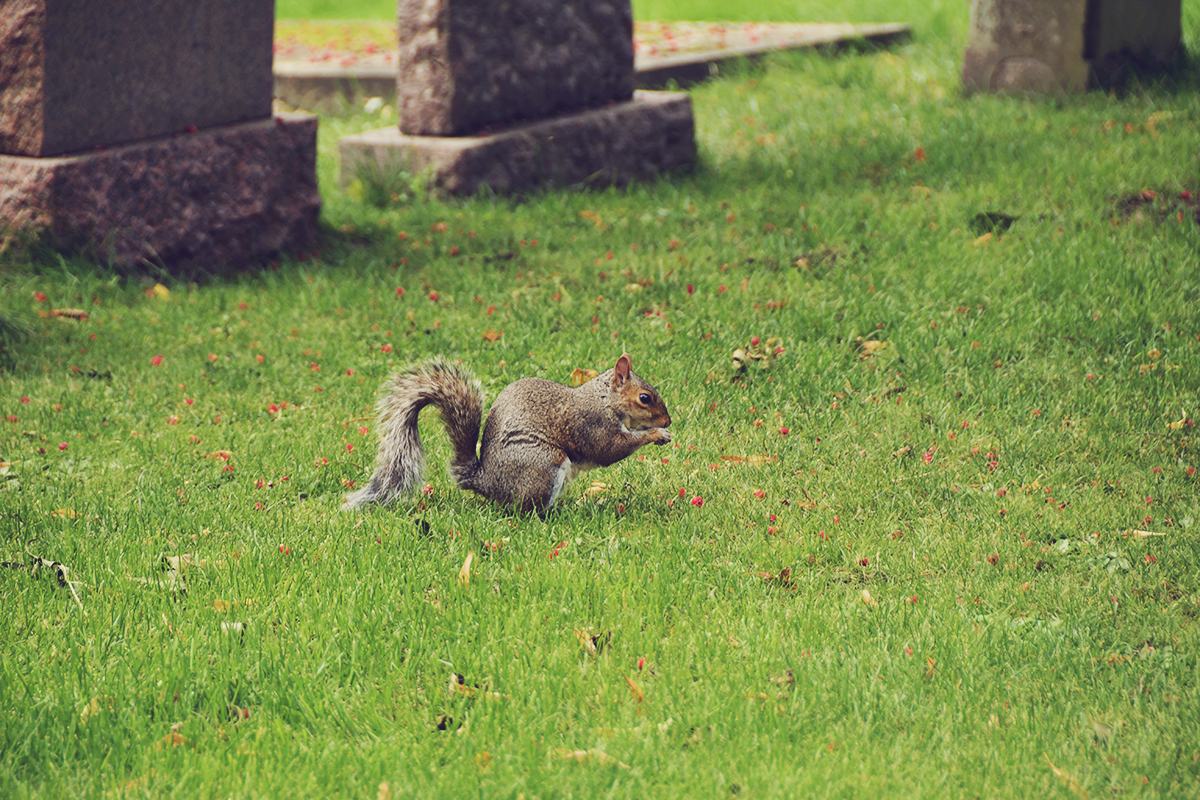Edinburgh travel post, cute squirrel