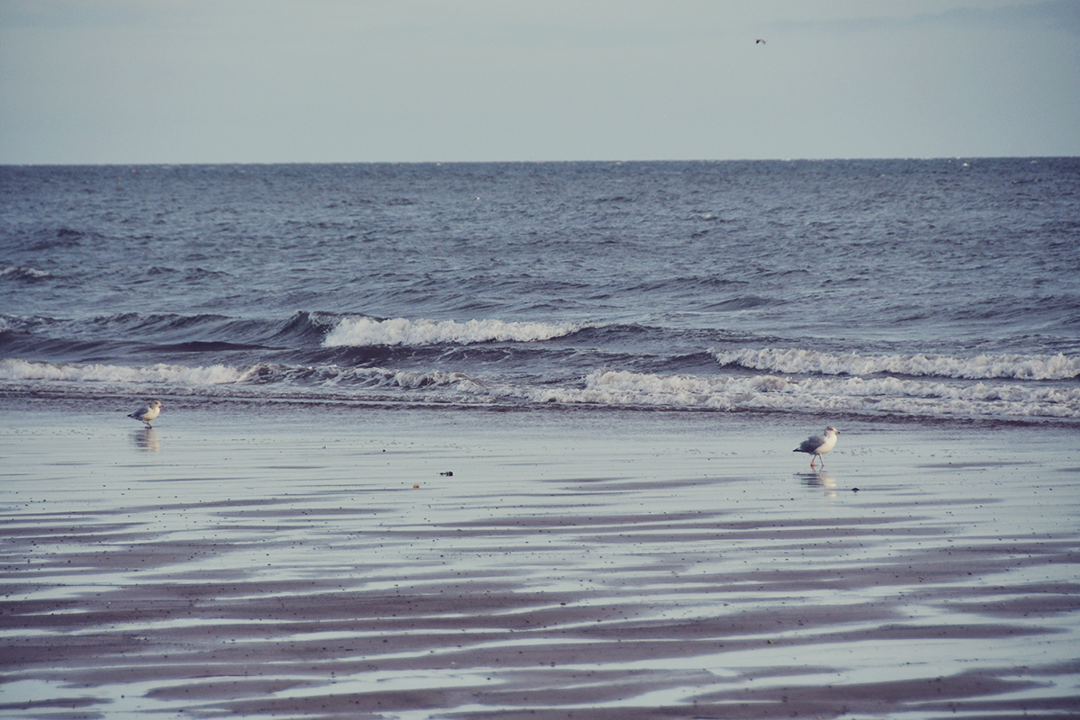 Leven Beach, Scotland travel post, seagulls