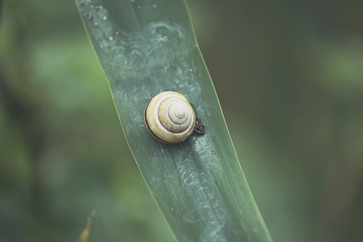 snail, nature, spring