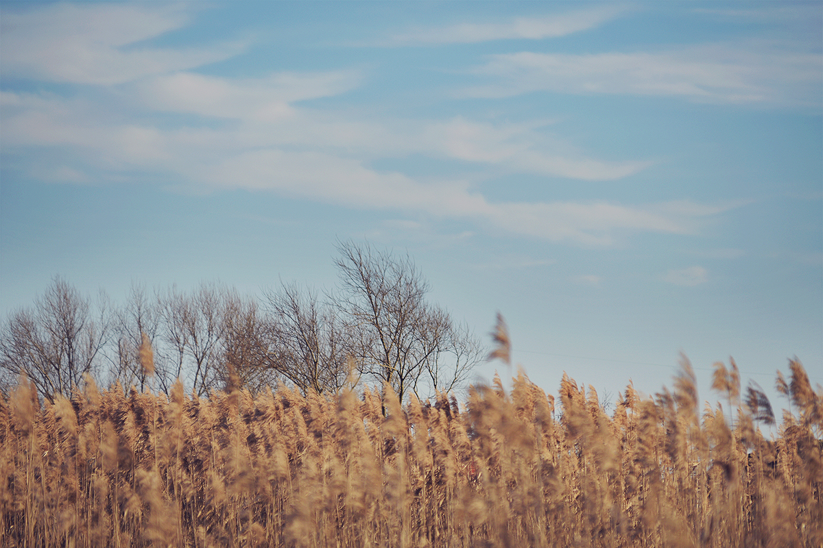reed, blue skies, nature, winter
