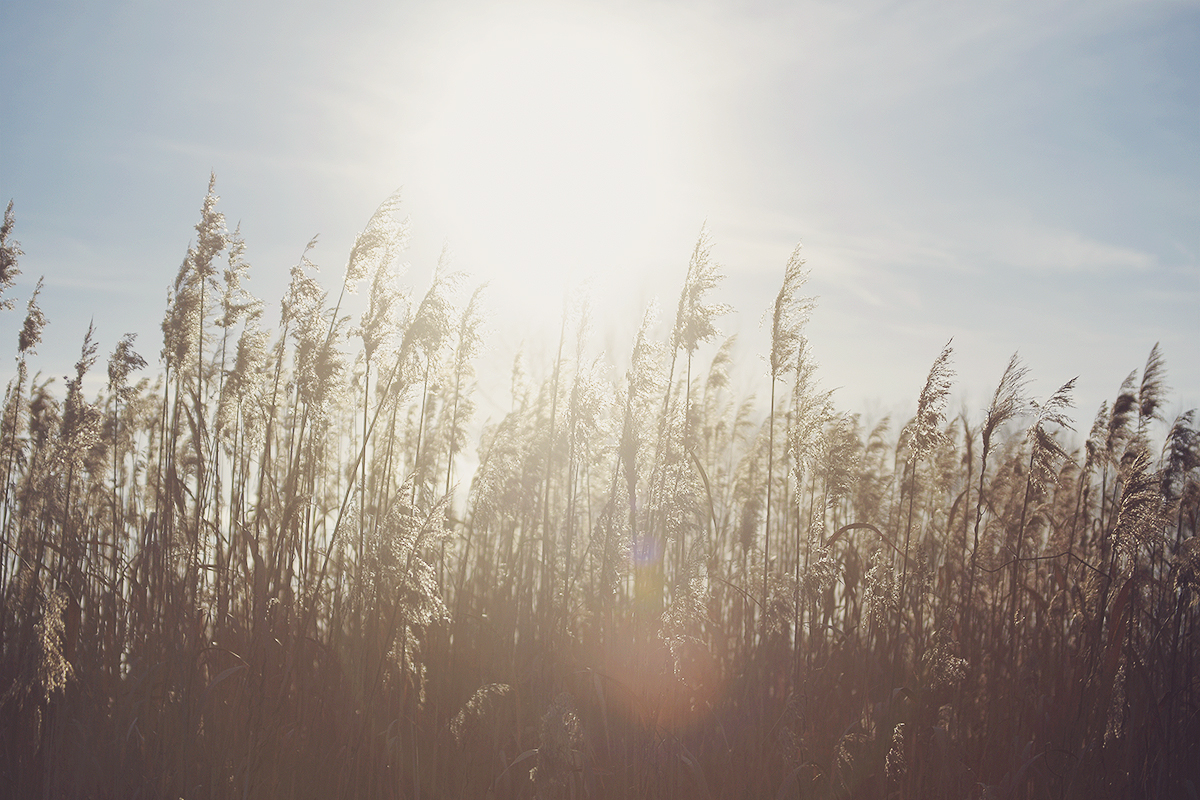 reed, sunlight, nature