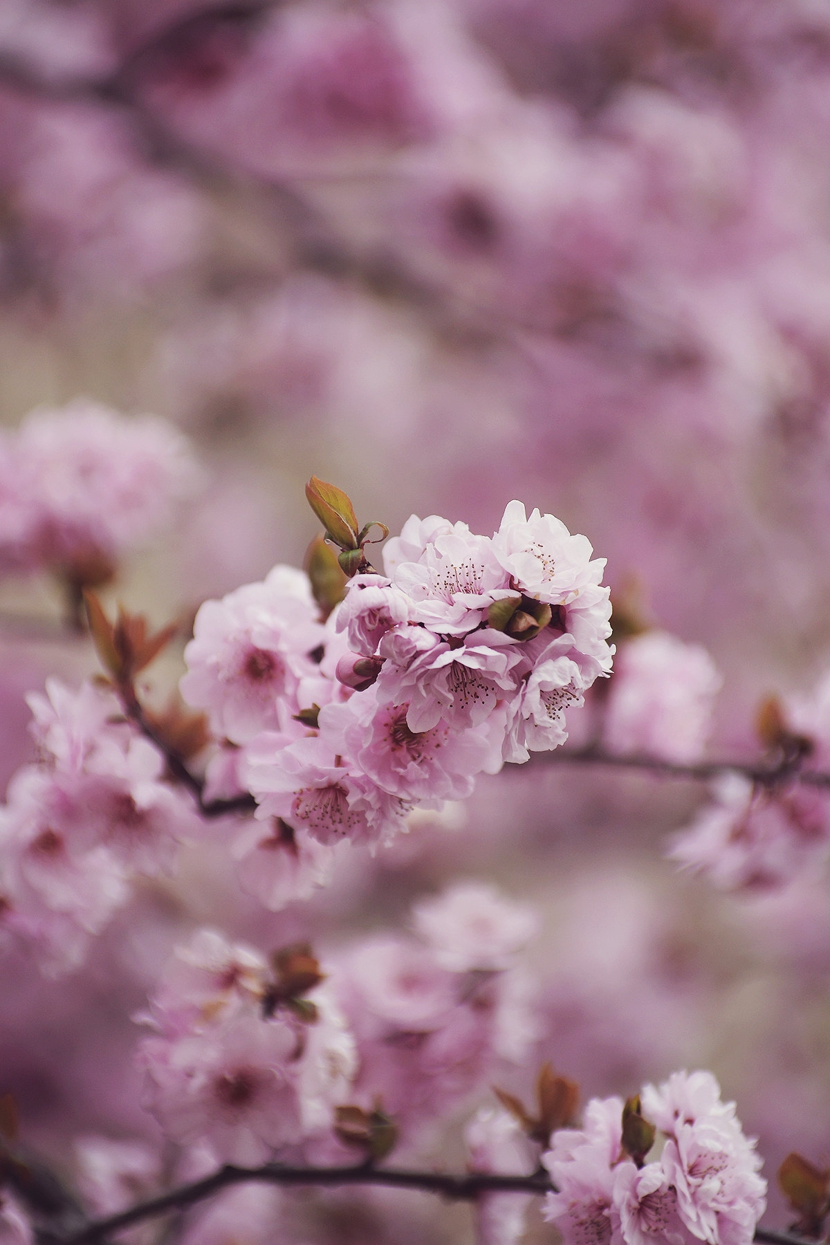 pink cherry blossoms, spring, pink flower detail