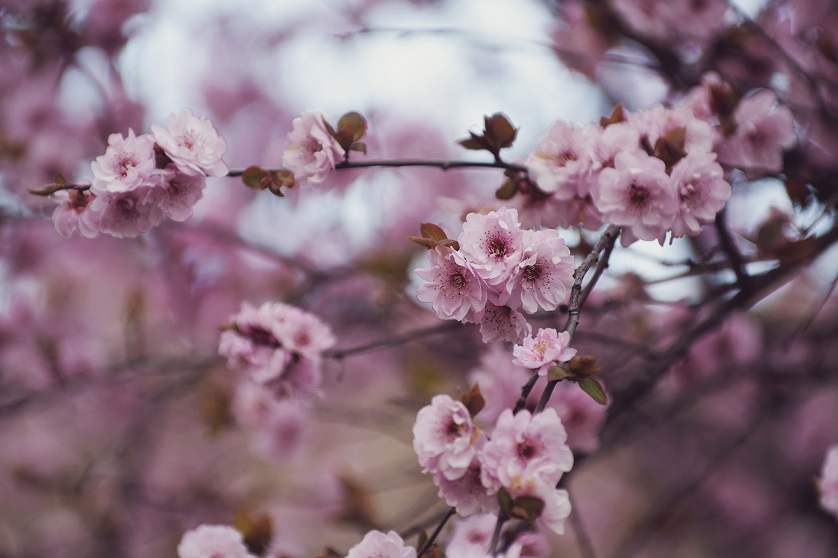 pink cherry blossoms, spring, pink flower detail