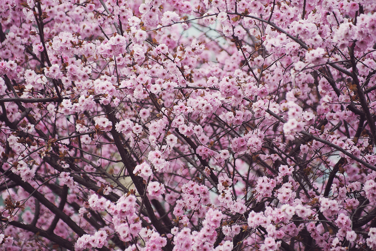 pink cherry blossoms, pink cherry blossom tree, spring, pink flowers