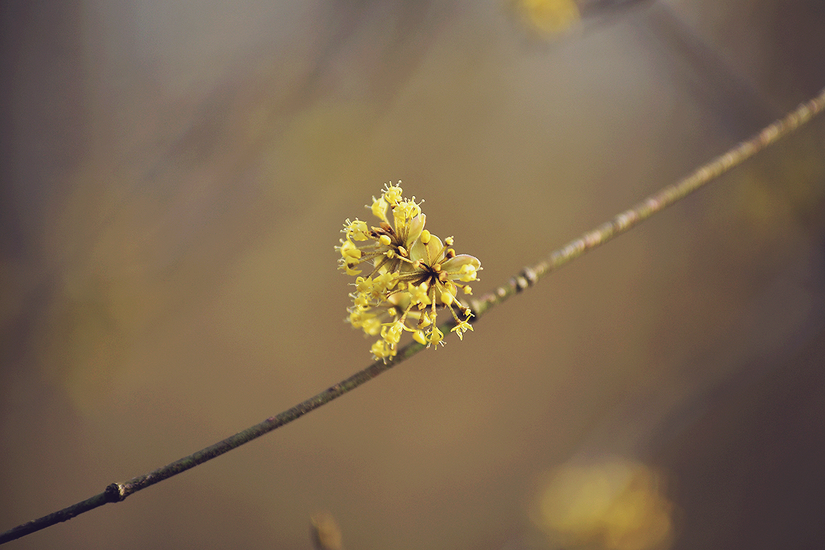 spring, nature, tree branch