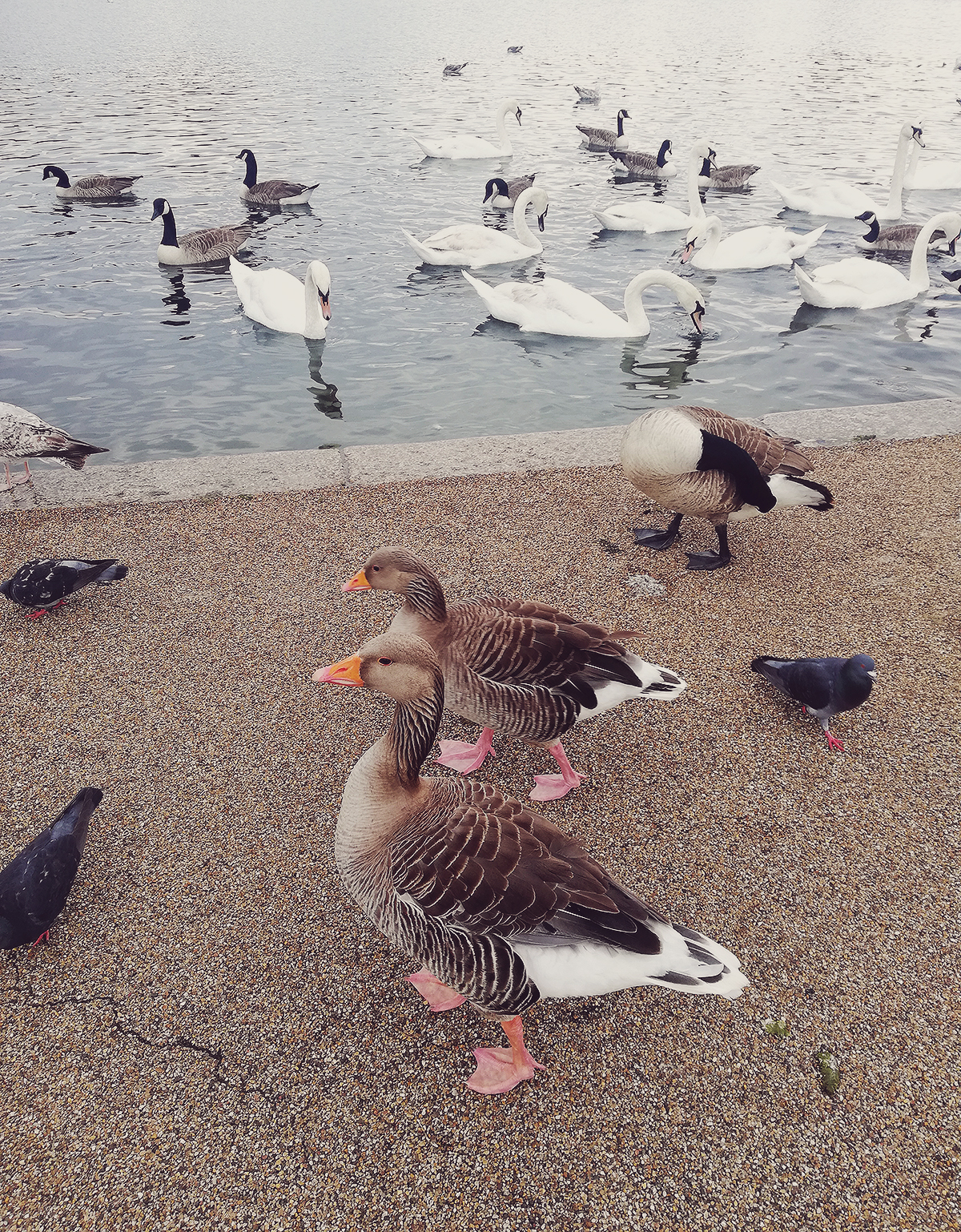London, ducks in Hyde Park