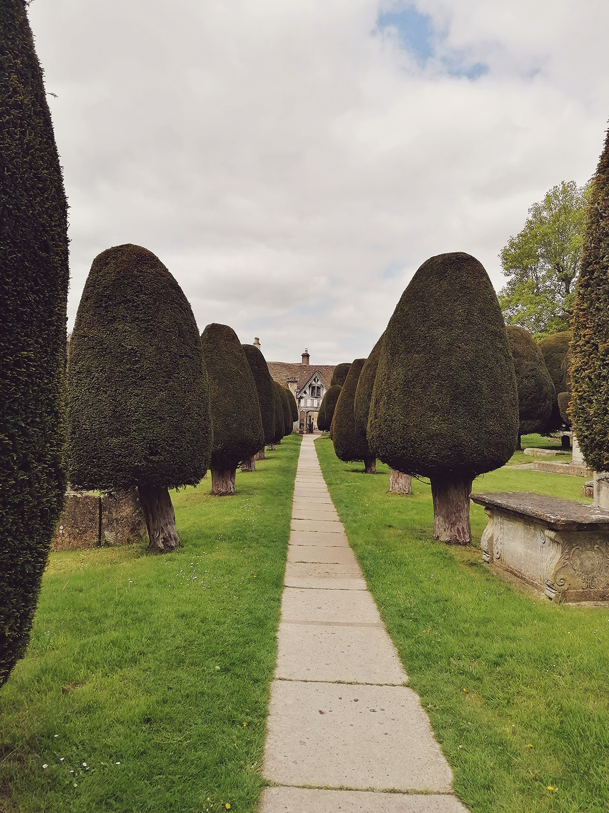 Yew trees in Painswick, Cotswolds