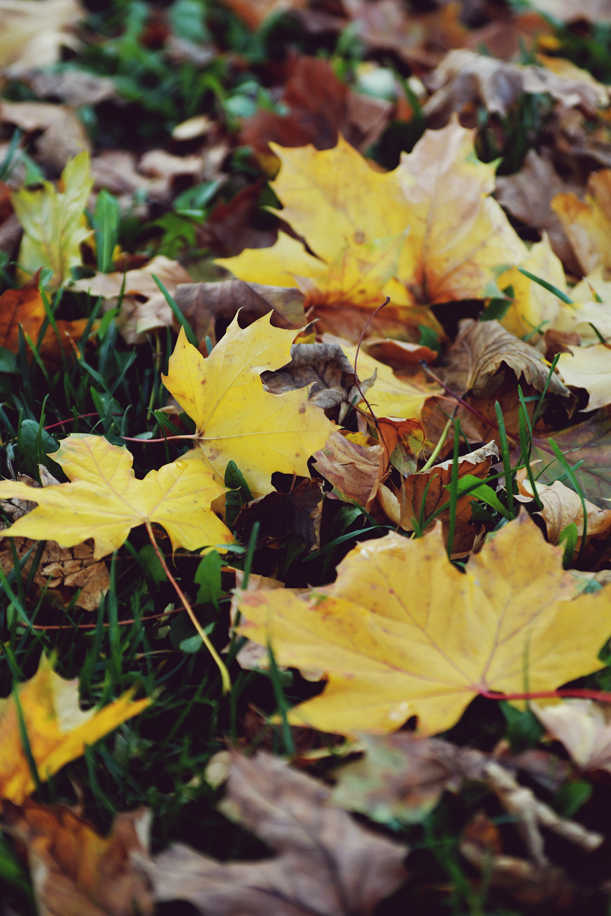 Autumn leafs
