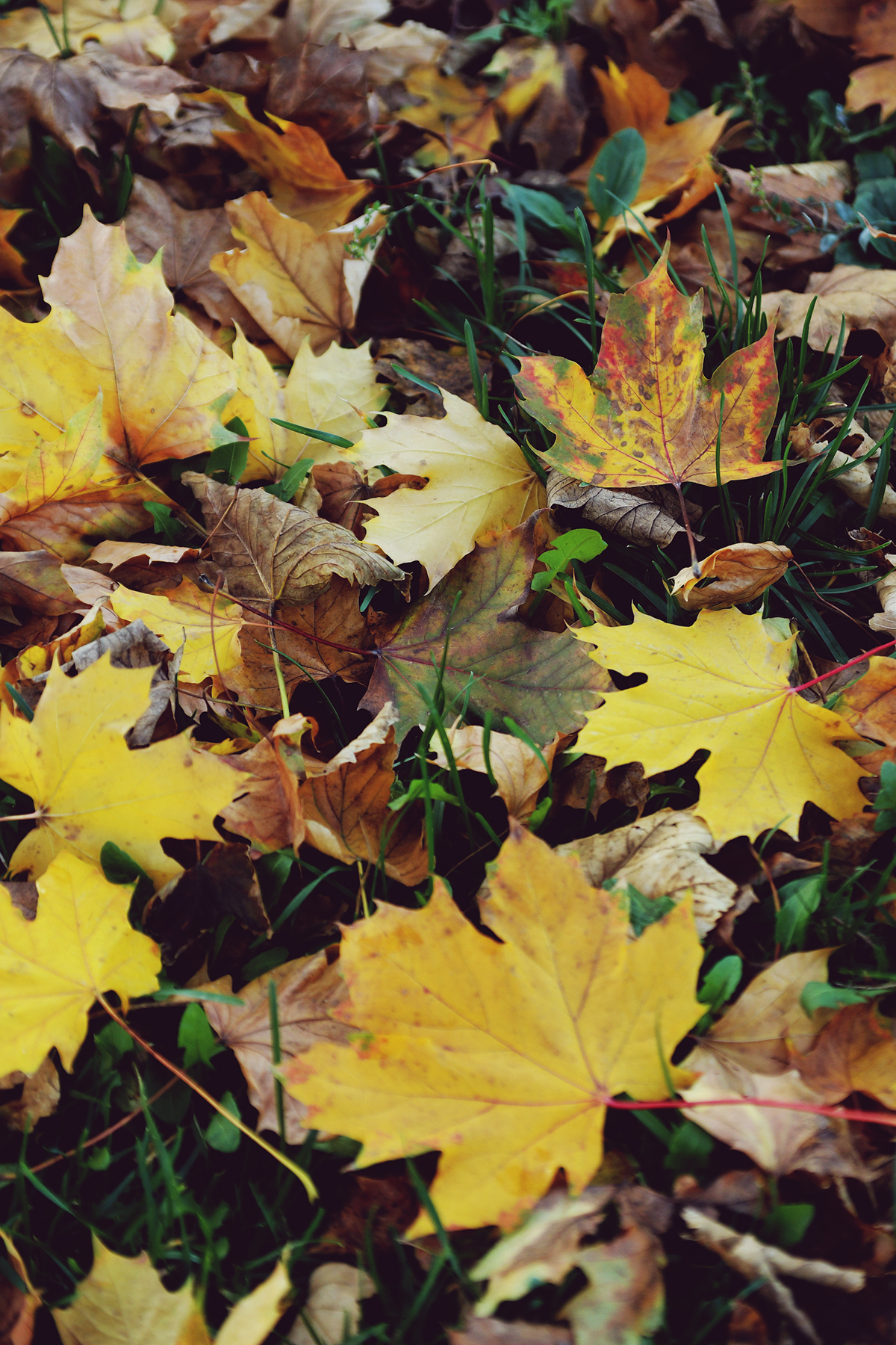 Autumn yellow leafs