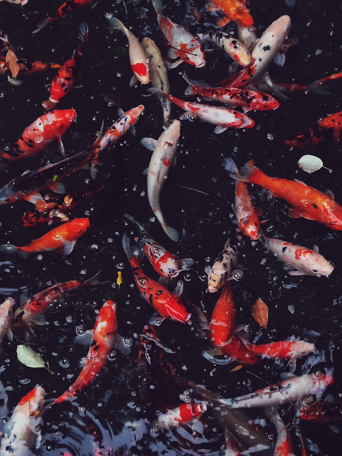 Chengdu - Koi Fish at Du Fu Park